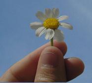 toma una flor.JPG